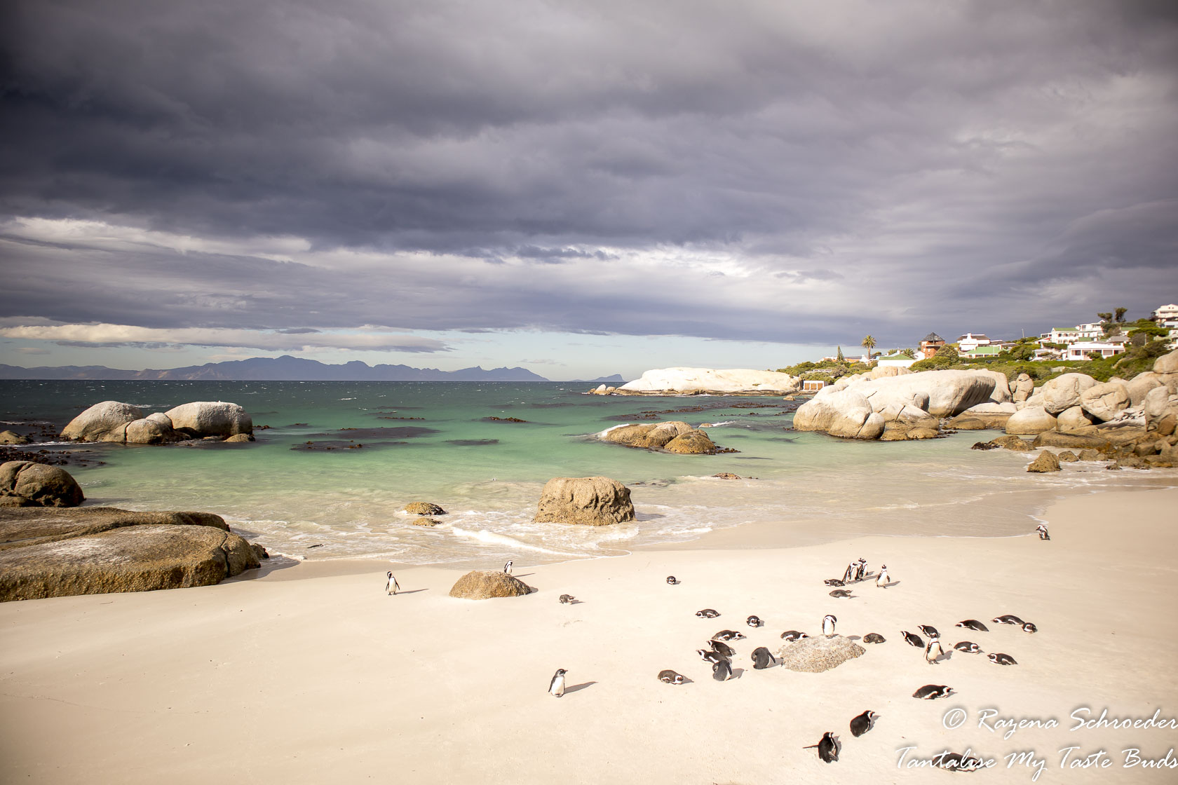 Boulders Beach Penguin Colony