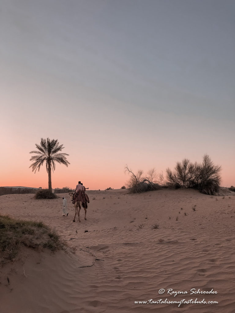 Camel ride Dubai