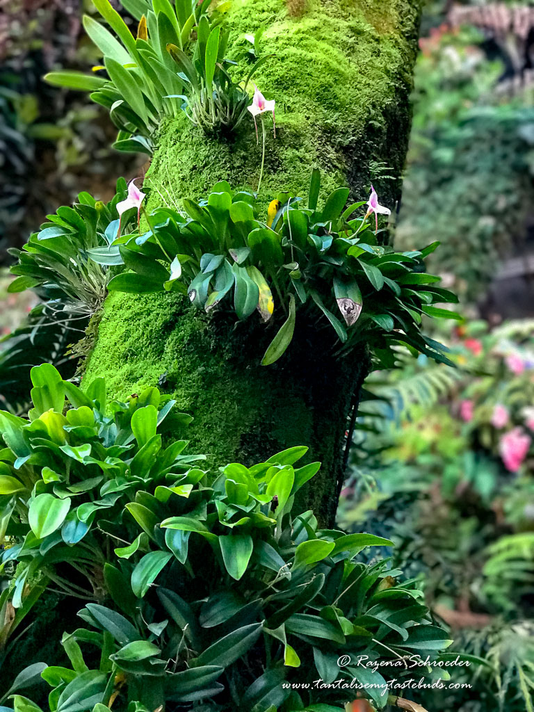 Cloud Forest - Gardens by the Bay