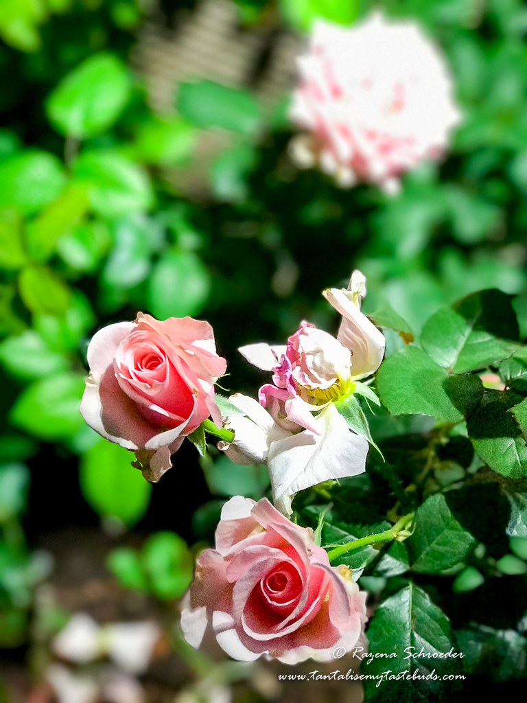 Flower Dome - Gardens by the Bay